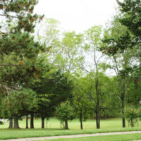 Tree Policy